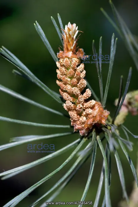 : Scots Pine Tree - cone : Scots Pine Tree - cone