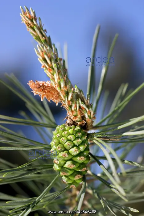 : Scots Pine Tree - cone : Scots Pine Tree - cone
