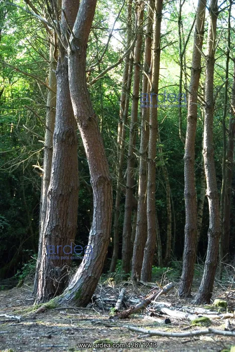 : Scots Pine Tree - curved into post-horn deformity : Scots Pine Tree - curved into post-horn deformity