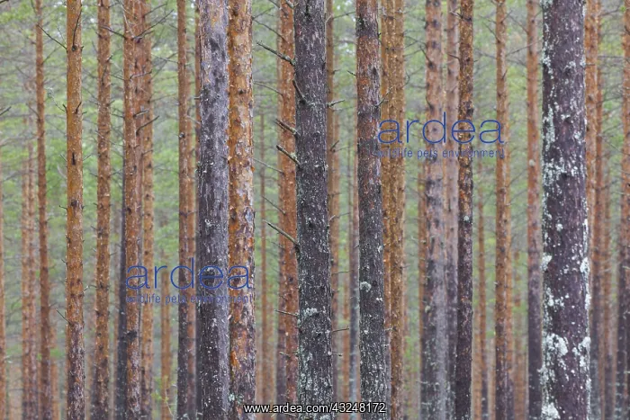 : Scots Pine - tree trunks - Dalarna, Sweden : Scots Pine - tree trunks - Dalarna, Sweden