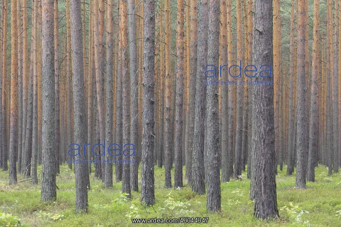 : Scots Pine - tree trunks - Germany : Scots Pine - tree trunks - Germany