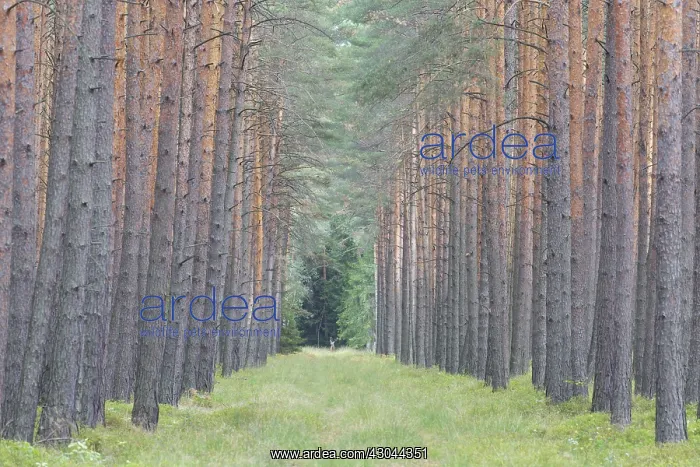  : Scots Pine - tree trunks - Germany