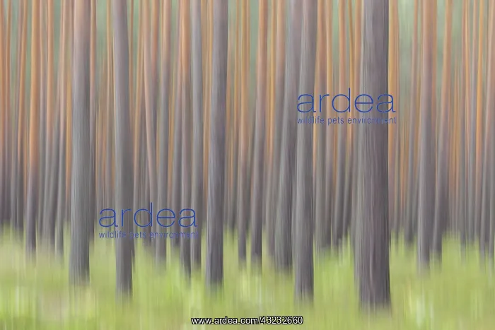  : Scots Pine - tree trunks - Germany