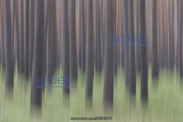  : Scots Pine - tree trunks - Germany