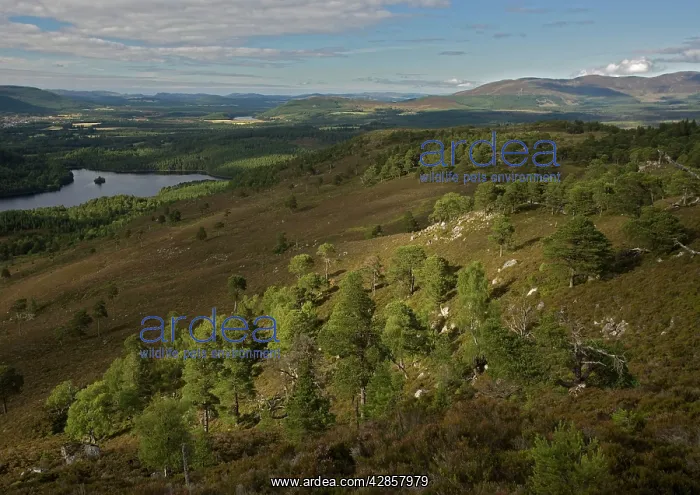 : Scots Pine trees : Scots Pine trees