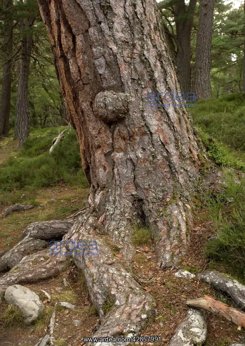  : Scots Pine trees