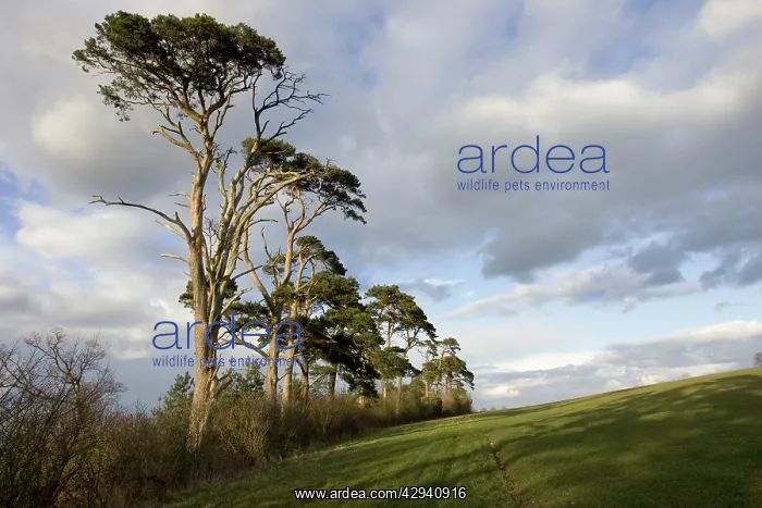 : Scots pine trees - silhouetted against evening sky at dusk : Scots pine trees - silhouetted against evening sky at dusk