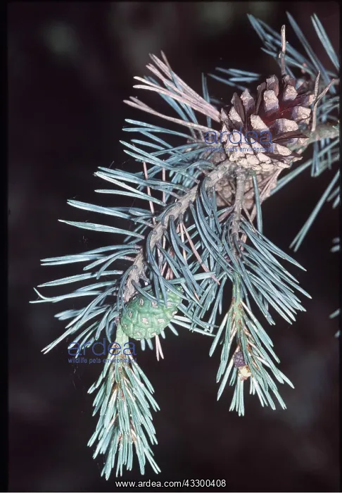 : SCOTS PINE - Twigs and cones : SCOTS PINE - Twigs and cones