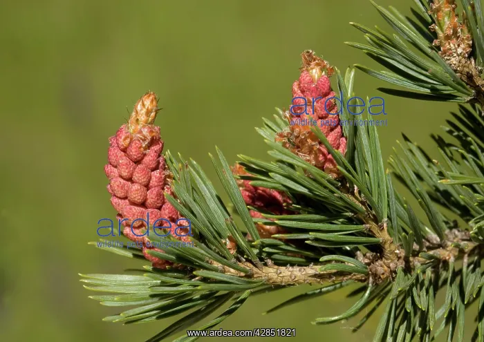 : Scots pine with unusually red male flowers : Scots pine with unusually red male flowers
