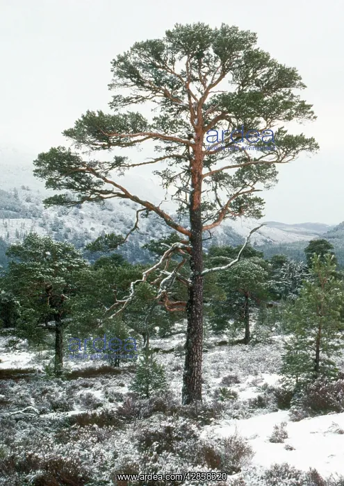  : Scot's Pine - in winter