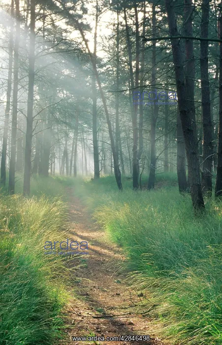 : Scots Pine wood and path : Scots Pine wood and path