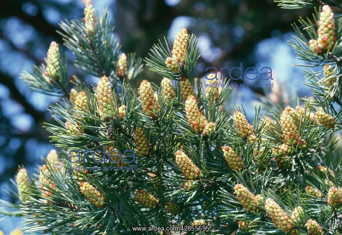  : Scots Pine - young female cones