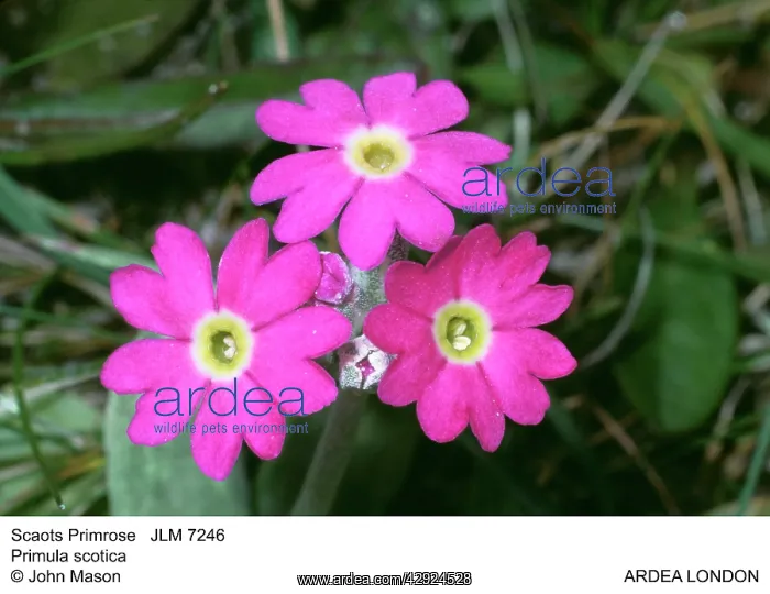  : SCOTS PRIMROSE