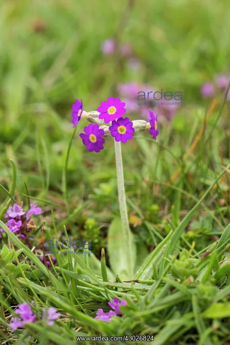 : Scots / Scottish Primrose : Scots / Scottish Primrose