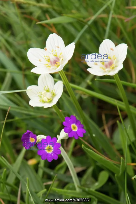: Scots / Scottish Primrose : Scots / Scottish Primrose