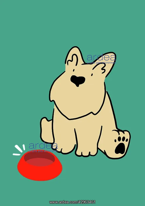 : Scottie Dog sitting with empty food bowl : Scottie Dog sitting with empty food bowl