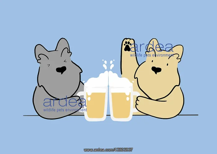 : Two Scottie Dogs drinking together : Two Scottie Dogs drinking together