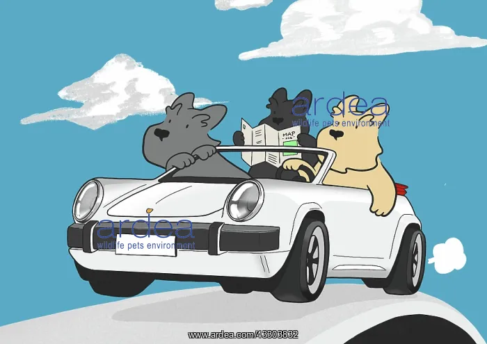: Three Scottie Dogs driving a car on a day out : Three Scottie Dogs driving a car on a day out