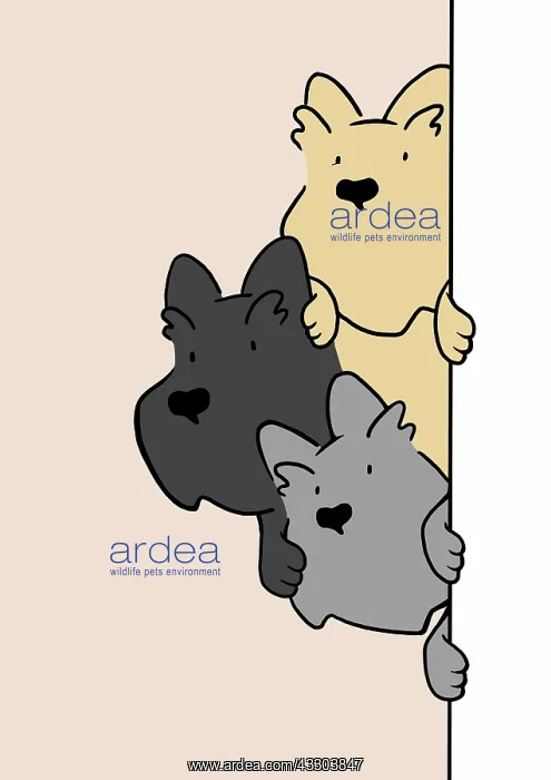 : Three Scottie Dogs looking round door : Three Scottie Dogs looking round door