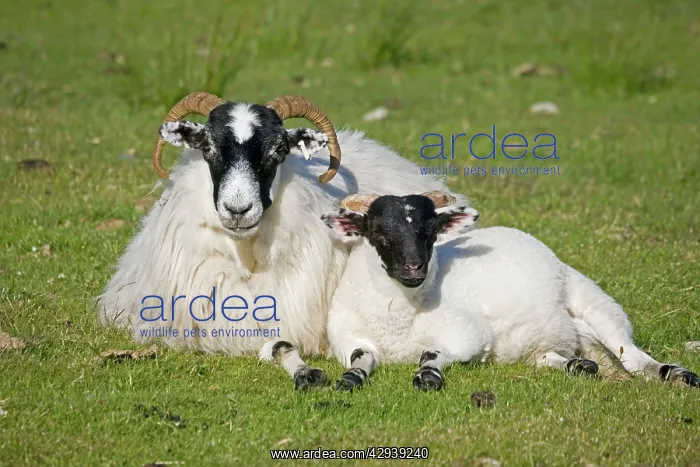 : Scottish black-faced ewe and lamb : Scottish black-faced ewe and lamb