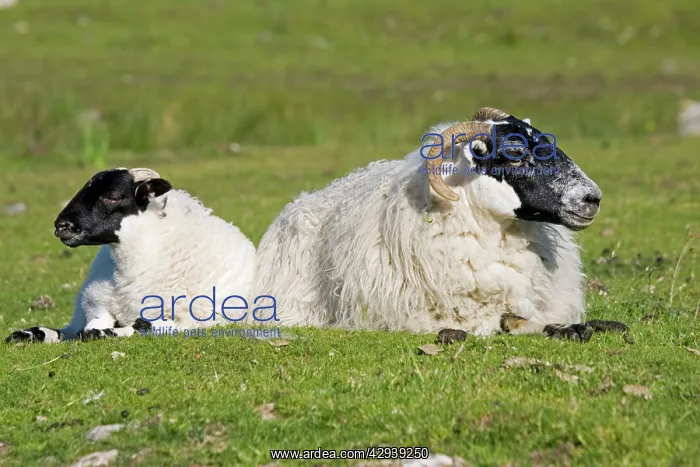  : Scottish black-faced ewe and lamb