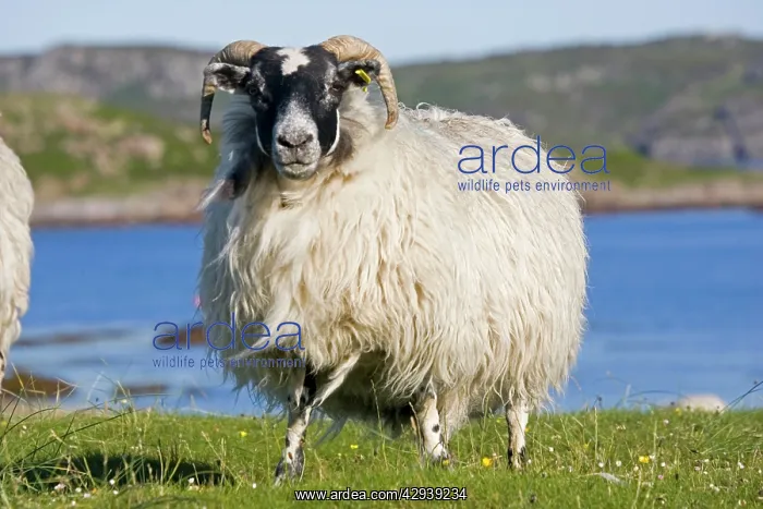 : Scottish black-faced sheep : Scottish black-faced sheep