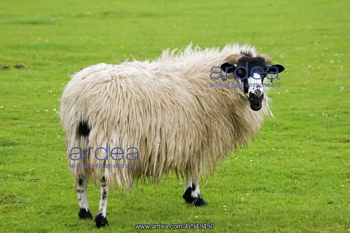 : Scottish black-faced sheep - ewe : Scottish black-faced sheep - ewe