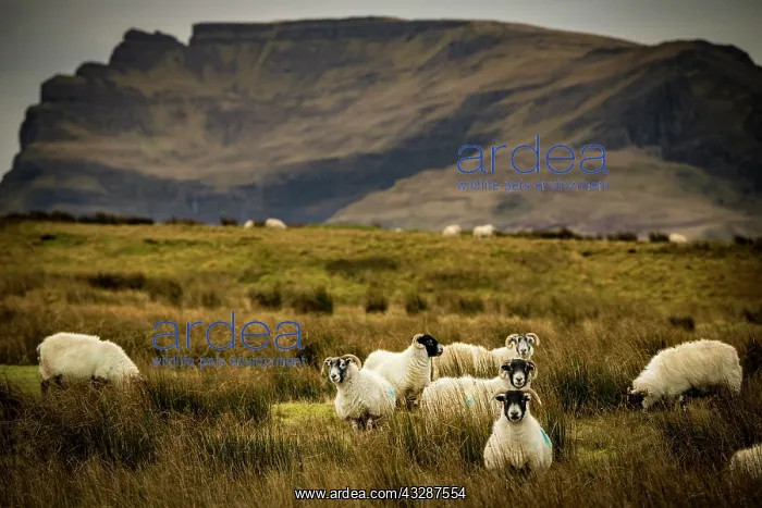 : Scottish Blackface Domestic sheep (Ovis gmelini : Scottish Blackface Domestic sheep (Ovis gmelini