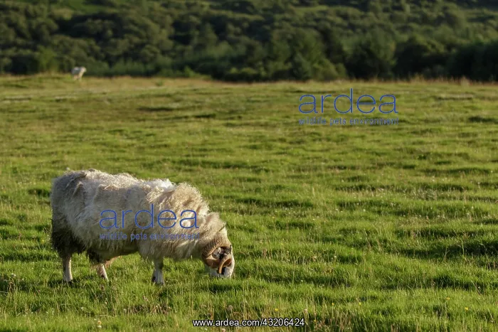 : Scottish Blackface male grazing on field Scotland : Scottish Blackface male grazing on field Scotland