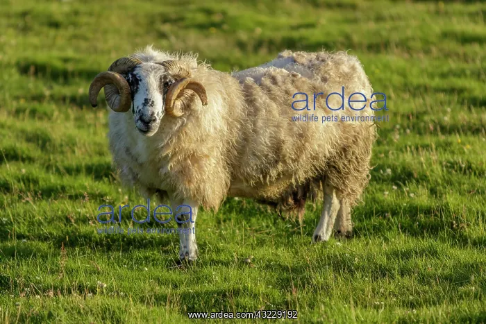 : Scottish Blackface male grazing on field Scotland : Scottish Blackface male grazing on field Scotland