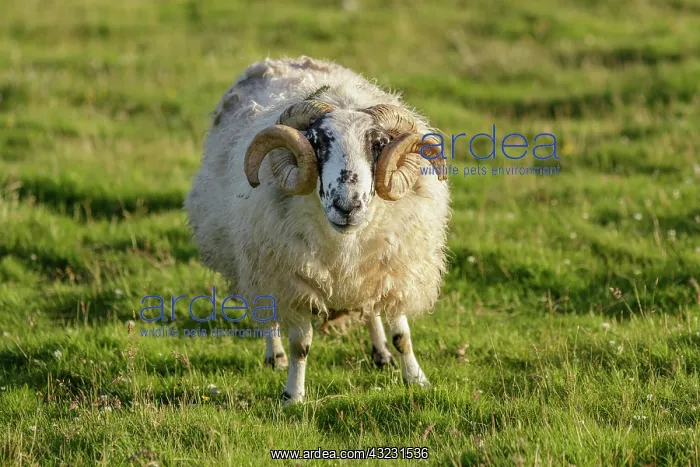 : Scottish Blackface male grazing on field Scotland : Scottish Blackface male grazing on field Scotland