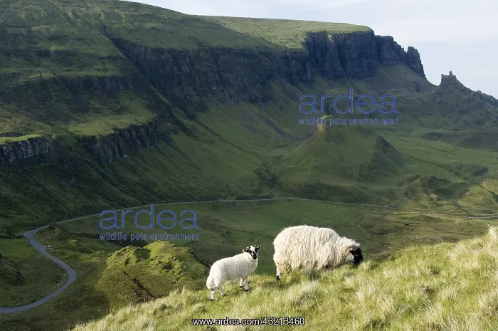 : Scottish Blackface Road Quiraing Skye Scotland : Scottish Blackface Road Quiraing Skye Scotland