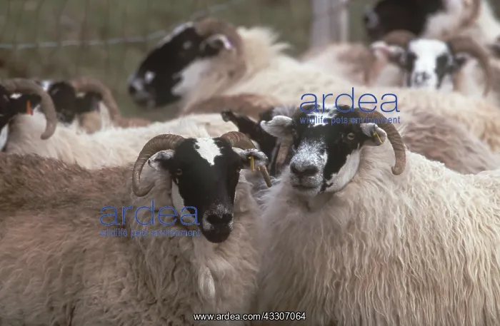 : Scottish Blackface Sheep : Scottish Blackface Sheep