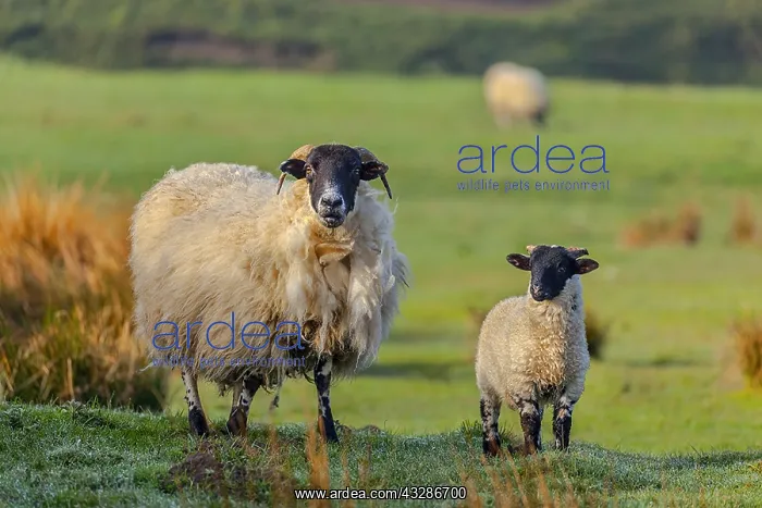 : Scottish Blackface sheep - ewe with one lamb on : Scottish Blackface sheep - ewe with one lamb on