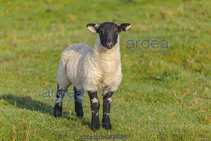 : Scottish Blackface sheep - lamb on a pasture in : Scottish Blackface sheep - lamb on a pasture in