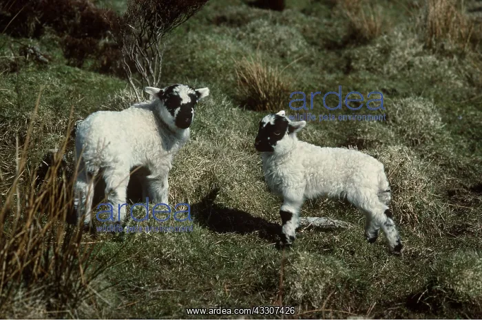 : Scottish Blackface Sheep - Lambs : Scottish Blackface Sheep - Lambs