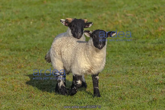 : Scottish Blackface sheep - two lambs on a pasture : Scottish Blackface sheep - two lambs on a pasture