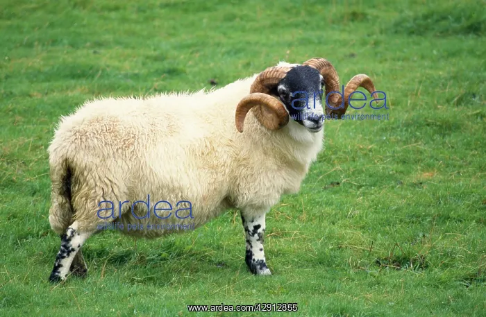  : Scottish Blackface SHEEP - ram standing