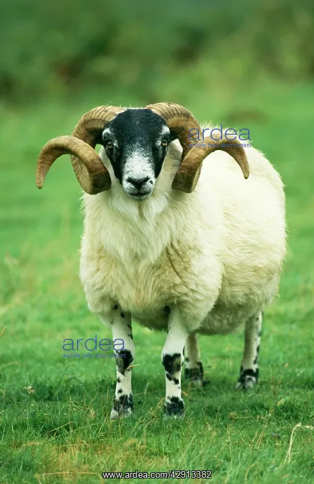  : Scottish Blackface SHEEP - ram, standing, front view