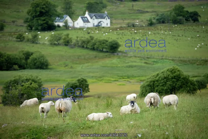  : Scottish countryside with flock of sheep in field
