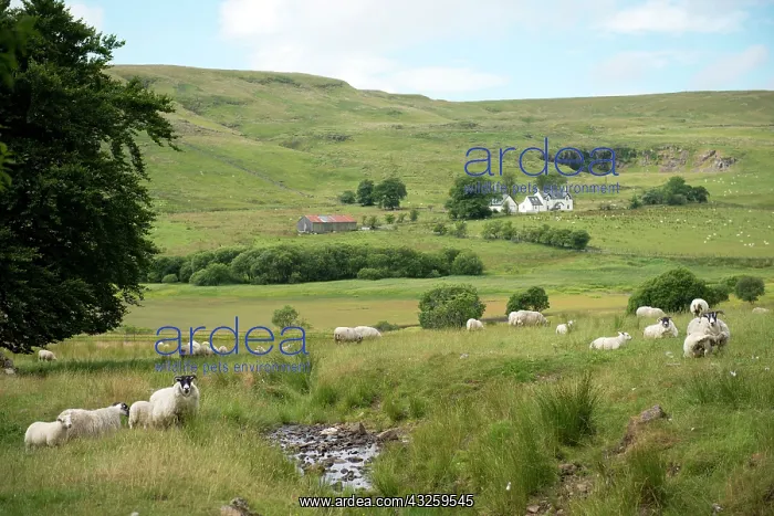 : Scottish countryside with flock of sheep by stream : Scottish countryside with flock of sheep by stream