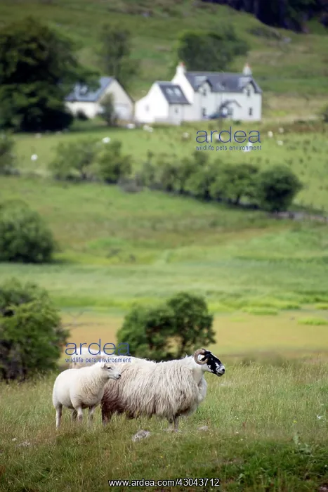 : Scottish countryside with pair of sheep in field : Scottish countryside with pair of sheep in field