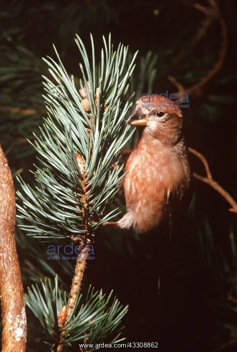 : Scottish CROSSBILL - feeding, on pine : Scottish CROSSBILL - feeding, on pine