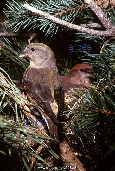 : Scottish CROSSBILL - two, male and female : Scottish CROSSBILL - two, male and female