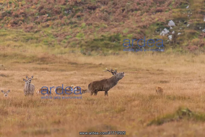: Scottish deer (Cervus elaphus scoticus) bellowing : Scottish deer (Cervus elaphus scoticus) bellowing
