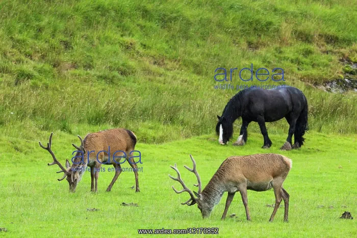  : Scottish deer (Cervus elaphus scoticus) and grazing