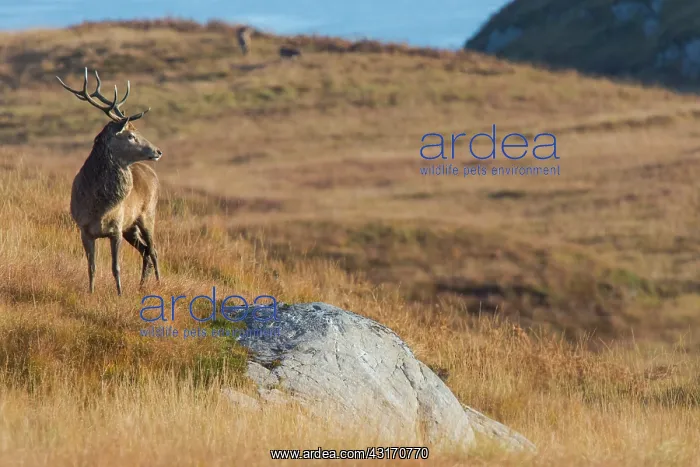 : Scottish deer (Cervus elaphus scoticus) in the moor : Scottish deer (Cervus elaphus scoticus) in the moor