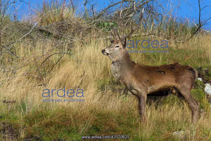 : Scottish deer (Cervus elaphus scoticus) in the moor : Scottish deer (Cervus elaphus scoticus) in the moor