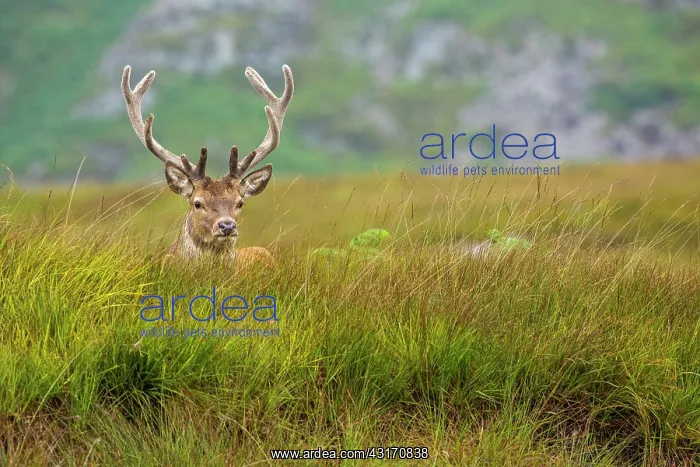 : Scottish deer (Cervus elaphus scoticus) in the moor : Scottish deer (Cervus elaphus scoticus) in the moor