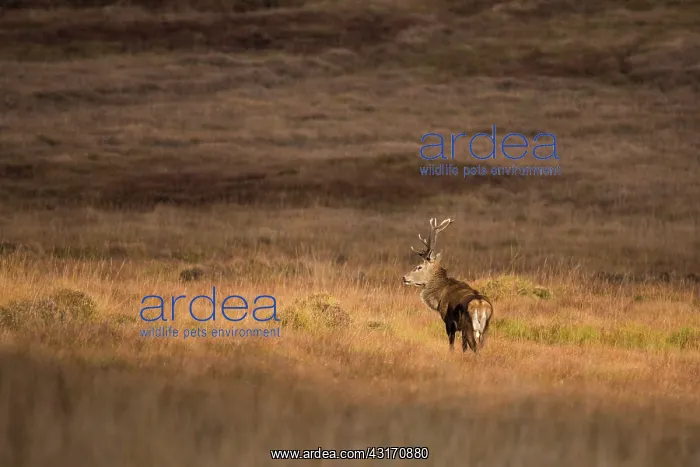 : Scottish deer (Cervus elaphus scoticus) in the moor : Scottish deer (Cervus elaphus scoticus) in the moor